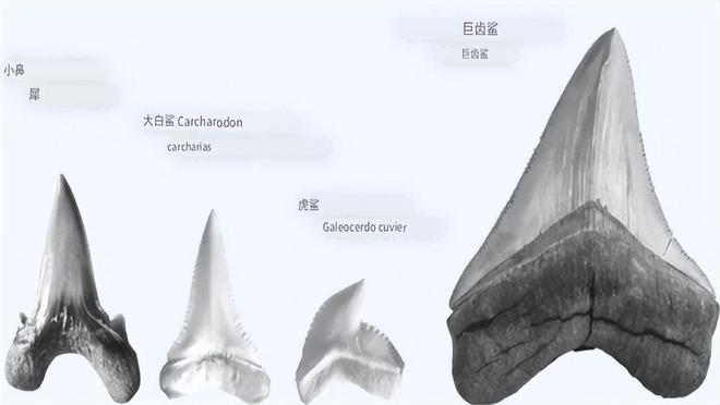 海洋之谜：哪些“灭绝”的生物实际上还活着九游会J9 J9九游会(图4)