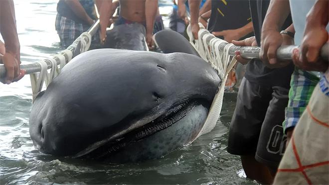 海洋之谜：哪些“灭绝”的生物实际上还活着九游会J9 J9九游会(图3)