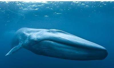 J9九游会 九游会J9五大海洋生物它们可以在浩瀚的海洋里称霸(图1)