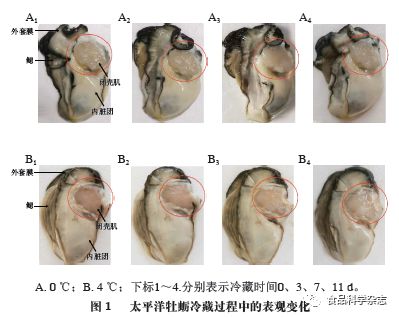 《食品科学》：集美大学曹敏杰教授等：太平洋牡蛎冷藏过程中闭壳肌品质的九游会J9 J9九游会变化(图2)