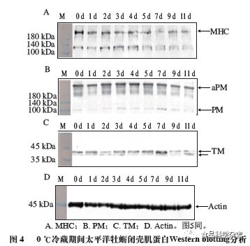 《食品科学》：集美大学曹敏杰教授等：太平洋牡蛎冷藏过程中闭壳肌品质的九游会J9 J9九游会变化(图3)
