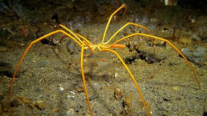 J9九游会 九游会J9你绝对会认错的海洋生物(图1)