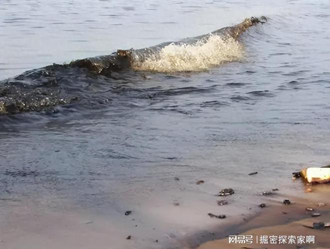 日寇的收割与灭绝！毁灭海洋、控制粮食、日本做法实在太可恶！九游会J9 J9九游会(图12)