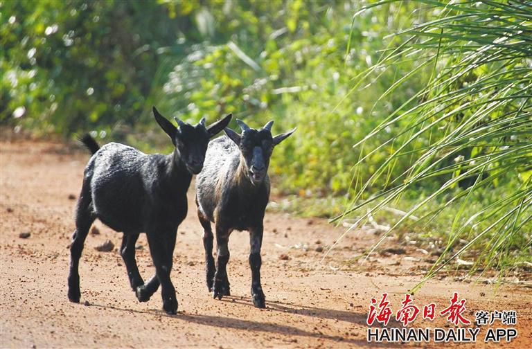 九游会J9 J9九游会海南地名中的“动物世界”(图1)