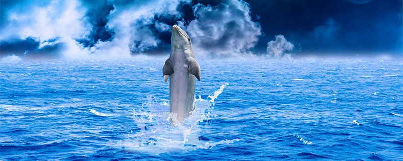 九游会J9 J9九游会关于海洋生物的资料 海洋生物是指哪些(图1)