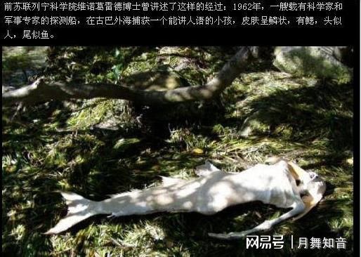 海底美人鱼未解之J9九游会 九游会J9谜：海底有美人鱼吗(图2)
