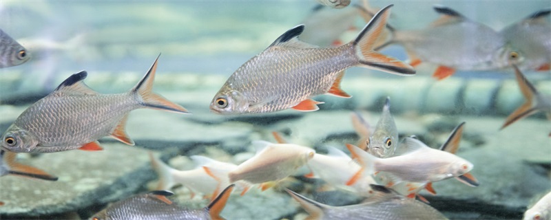 九游会J9 J9九游会海底有哪些生物 海底的生物有哪些(图1)