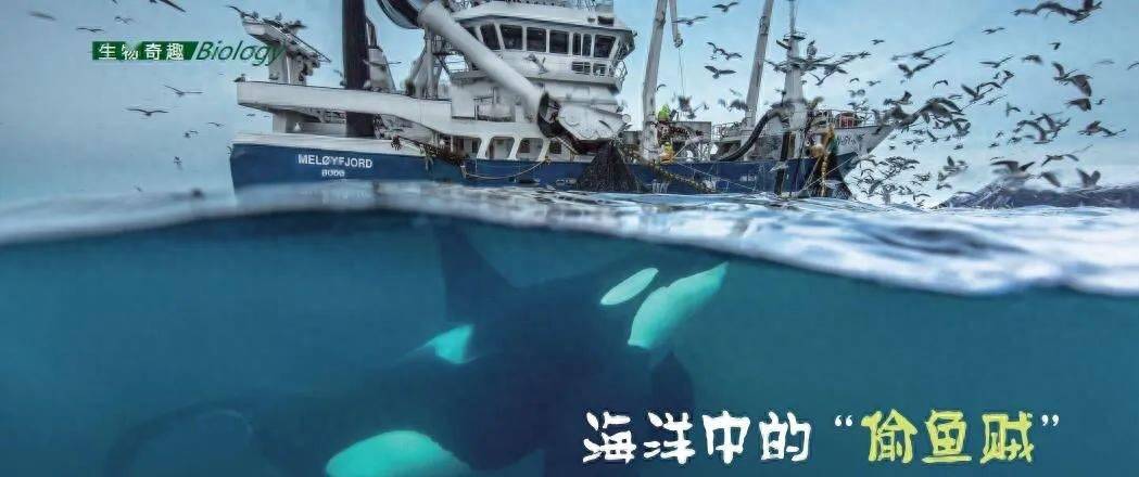 J9九游会 九游会J9海洋中的“偷鱼贼”(图1)