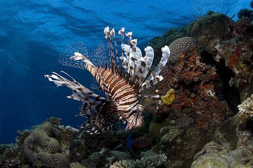 J9九游会 九游会J9摄影师拍摄到海底珍稀生物高清照片(图1)