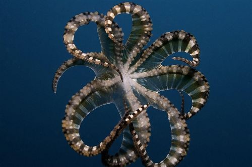 J9九游会 九游会J9摄影师拍摄到海底珍稀生物高清照片(图2)