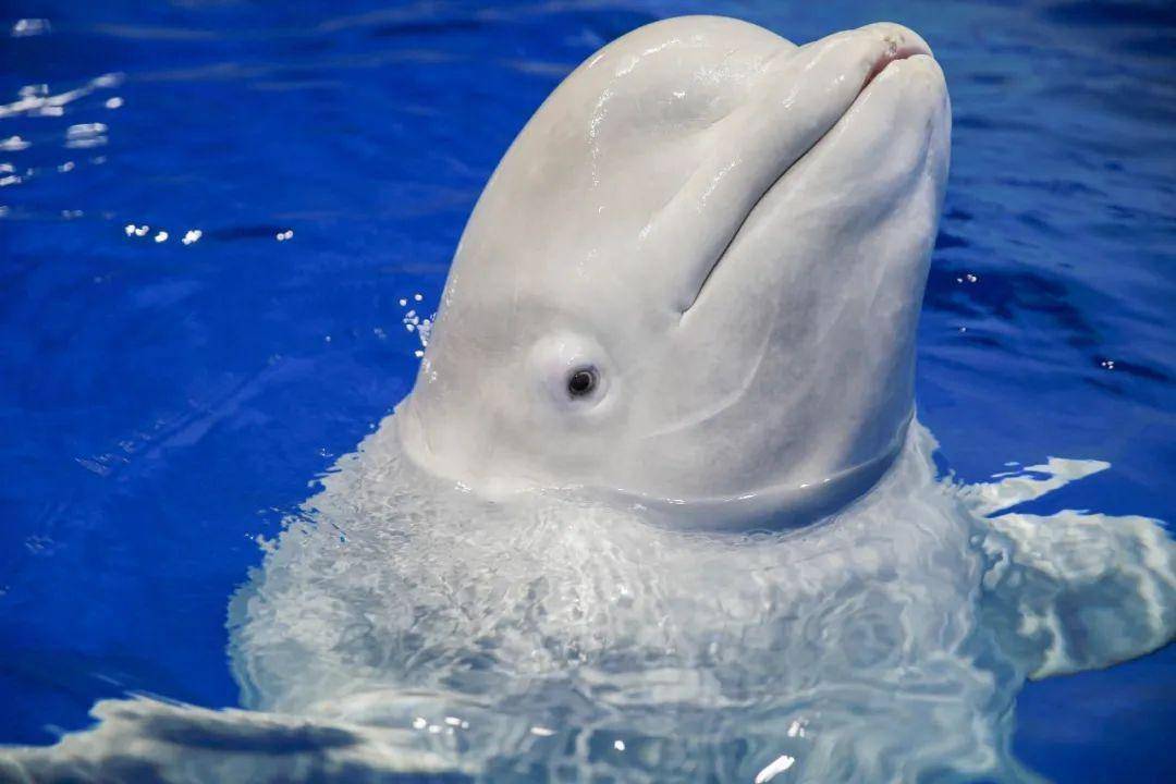 J9九游会 九游会J9599元起秒罗源湾海洋世界门票！20万㎡梦幻海洋世界美人鱼、海豚、白鲸…等你来(图9)