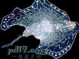 九游会J9 J9九游会未见过的海洋生物有哪些：Top10(图1)
