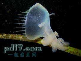 九游会J9 J9九游会未见过的海洋生物有哪些：Top10(图2)