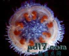 九游会J9 J9九游会未见过的海洋生物有哪些：Top10(图4)