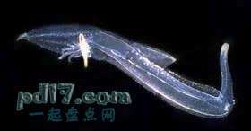 九游会J9 J9九游会未见过的海洋生物有哪些：Top10(图5)