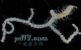 九游会J9 J9九游会未见过的海洋生物有哪些：Top10(图6)