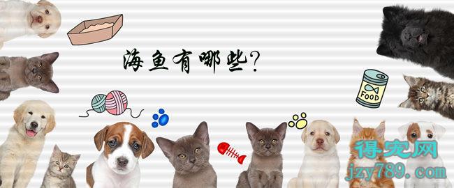 海鱼有哪些？(海鱼有哪九游会J9 J9九游会些品种图片及名称)(图1)