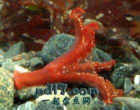 九游会J9 J9九游会未见过的海洋生物有哪些：Top10(2)(图1)