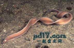 九游会J9 J9九游会未见过的海洋生物有哪些：Top10(2)(图2)