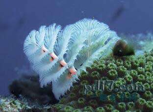九游会J9 J9九游会未见过的海洋生物有哪些：Top10(2)(图3)