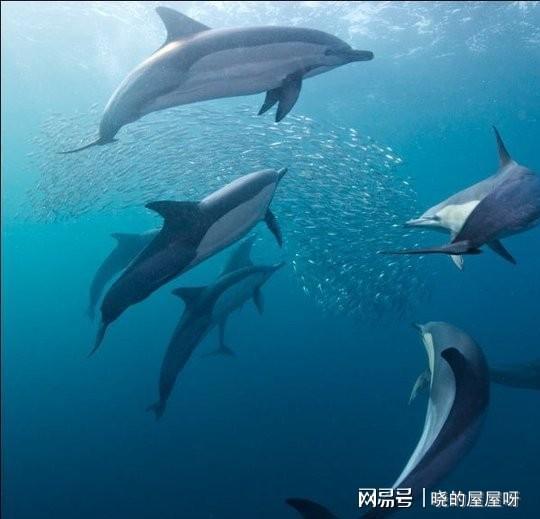 九游会J9 J9九游会这种动物是海洋中最聪明的种类对待人类总是有莫名的好感(图1)