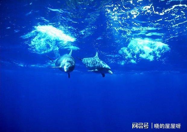 九游会J9 J9九游会这种动物是海洋中最聪明的种类对待人类总是有莫名的好感(图3)
