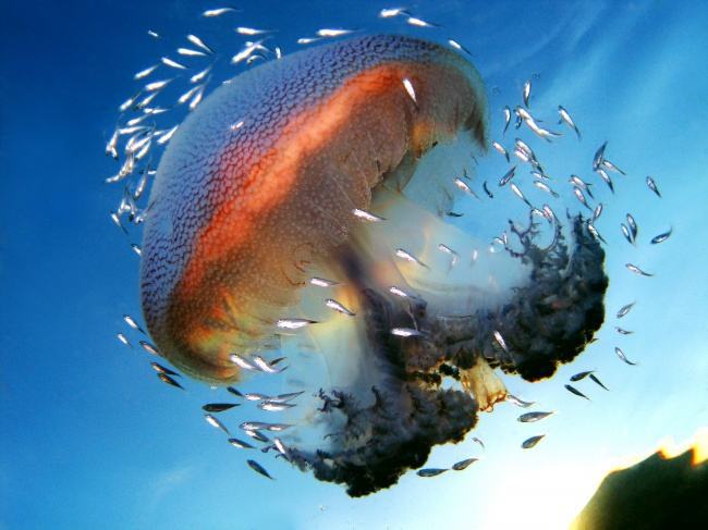 世界各地神秘生九游会J9 J9九游会物搜奇：海洋巨型生物之谜(图3)