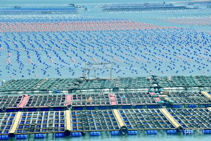 【食在山海间】福建省海洋与渔业局：大力发展“海上粮仓” 推进海洋经济高质量发展九游会J9 J9九游会(图9)