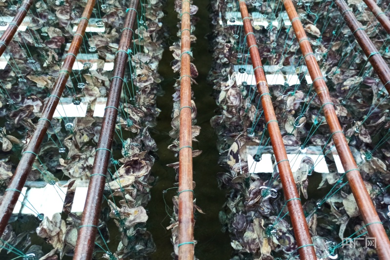 【食在山海间】福建省海洋与渔业局：大力发展“海上粮仓” 推进海洋经济高质量发展九游会J9 J9九游会(图8)