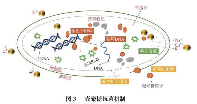 《食品科学》九游会J9 J9九游会：大连海洋大学周慧博士等：壳聚糖的抗菌作用及在抑菌活性包装中的应用进展(图2)