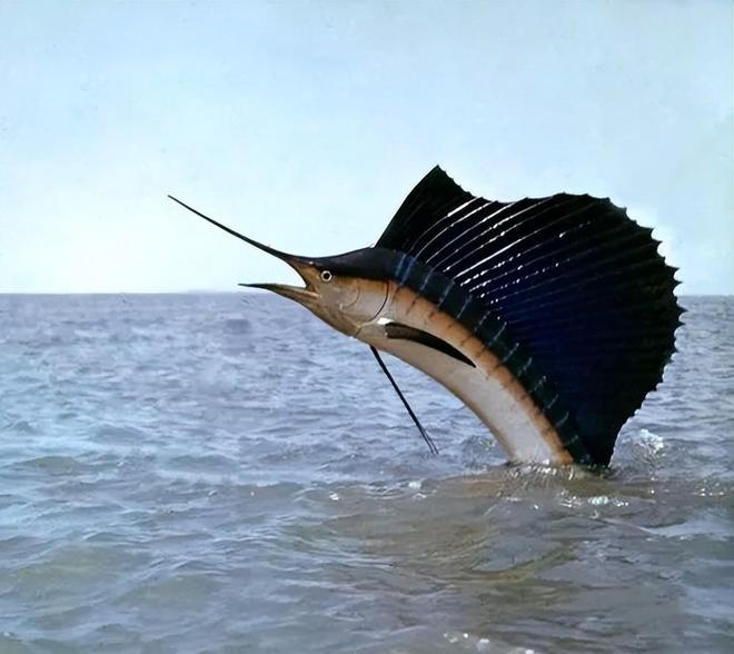 新发现：仅米粒九游会J9 J9九游会大小生物成年后变身顶级海洋猎手(图4)