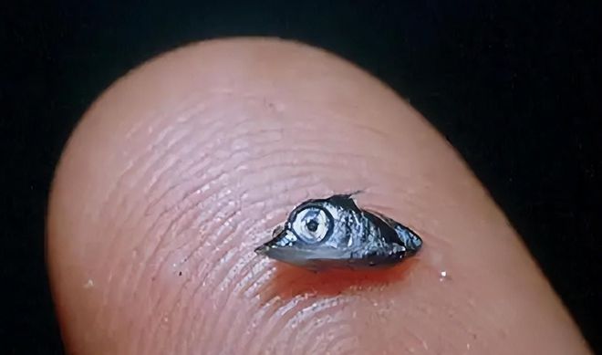 新发现：仅米粒九游会J9 J9九游会大小生物成年后变身顶级海洋猎手(图1)
