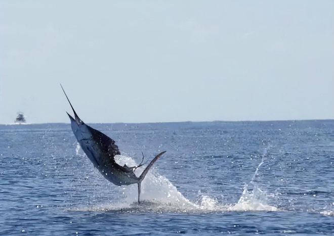 新发现：仅米粒九游会J9 J9九游会大小生物成年后变身顶级海洋猎手(图7)