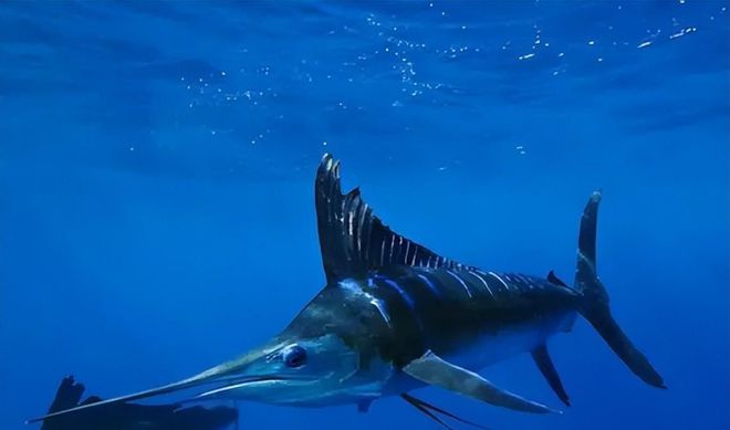 新发现：仅米粒九游会J9 J9九游会大小生物成年后变身顶级海洋猎手(图8)