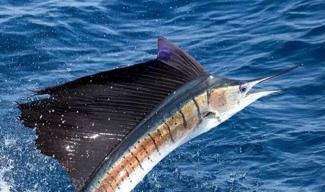 新发现：仅米粒九游会J9 J9九游会大小生物成年后变身顶级海洋猎手(图5)