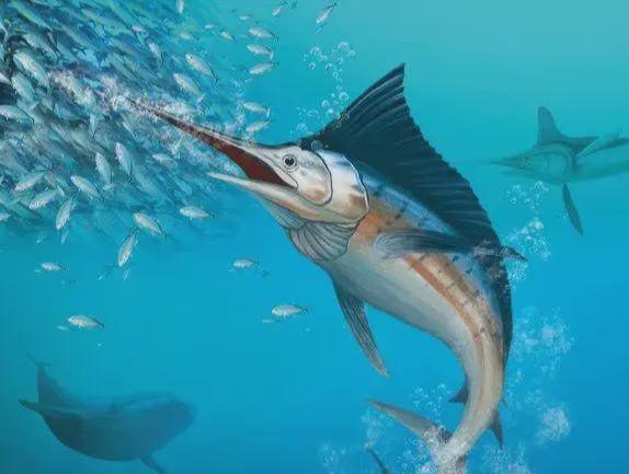 新发现：仅米粒九游会J9 J9九游会大小生物成年后变身顶级海洋猎手(图10)