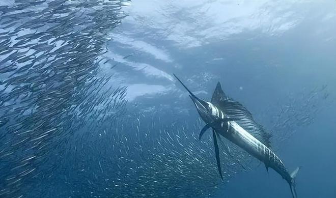 新发现：仅米粒九游会J9 J9九游会大小生物成年后变身顶级海洋猎手(图13)