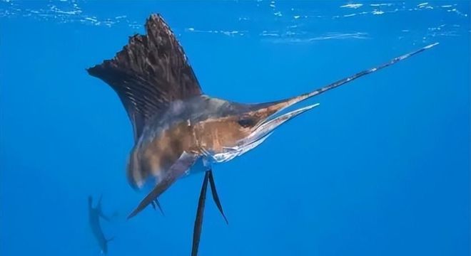 新发现：仅米粒九游会J9 J9九游会大小生物成年后变身顶级海洋猎手(图9)