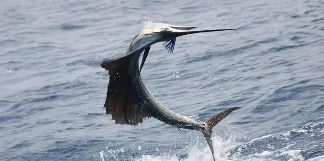 新发现：仅米粒九游会J9 J9九游会大小生物成年后变身顶级海洋猎手(图12)