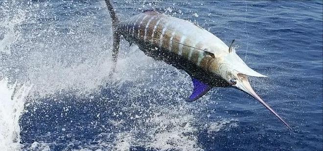 新发现：仅米粒九游会J9 J9九游会大小生物成年后变身顶级海洋猎手(图16)