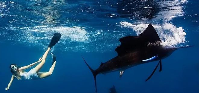 新发现：仅米粒九游会J9 J9九游会大小生物成年后变身顶级海洋猎手(图17)