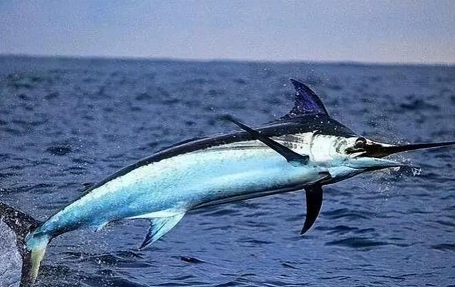 新发现：仅米粒九游会J9 J9九游会大小生物成年后变身顶级海洋猎手(图15)
