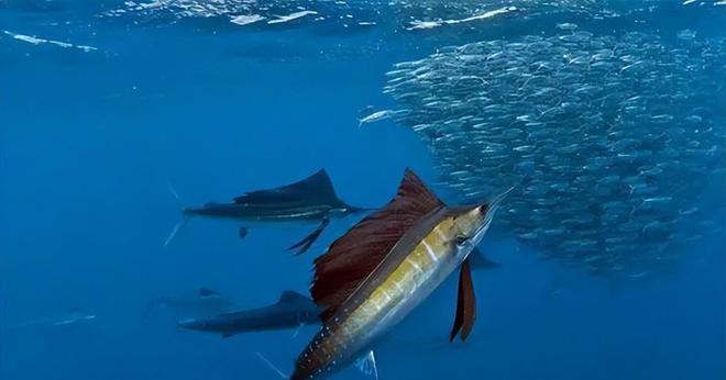 新发现：仅米粒九游会J9 J9九游会大小生物成年后变身顶级海洋猎手(图23)