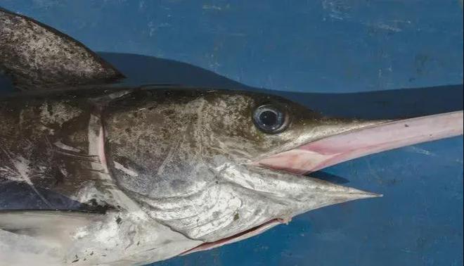 新发现：仅米粒九游会J9 J9九游会大小生物成年后变身顶级海洋猎手(图21)