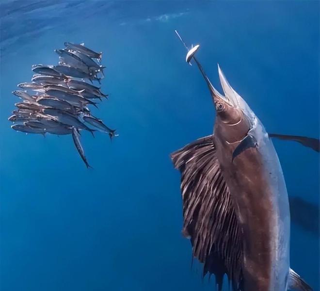新发现：仅米粒九游会J9 J9九游会大小生物成年后变身顶级海洋猎手(图19)