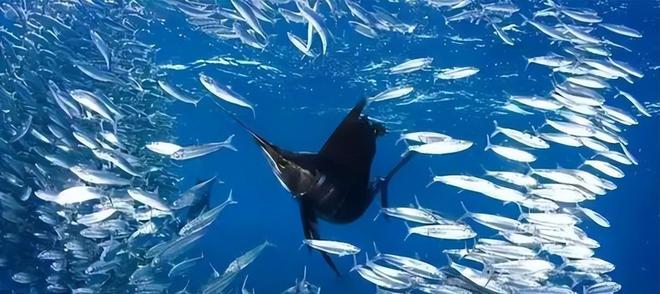 新发现：仅米粒九游会J9 J9九游会大小生物成年后变身顶级海洋猎手(图22)