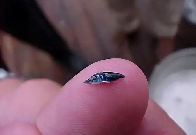 新发现：仅米粒九游会J9 J9九游会大小生物成年后变身顶级海洋猎手(图25)