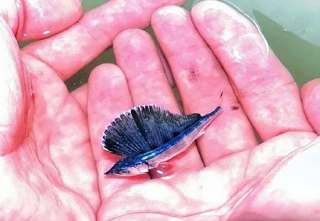 新发现：仅米粒九游会J9 J9九游会大小生物成年后变身顶级海洋猎手(图24)