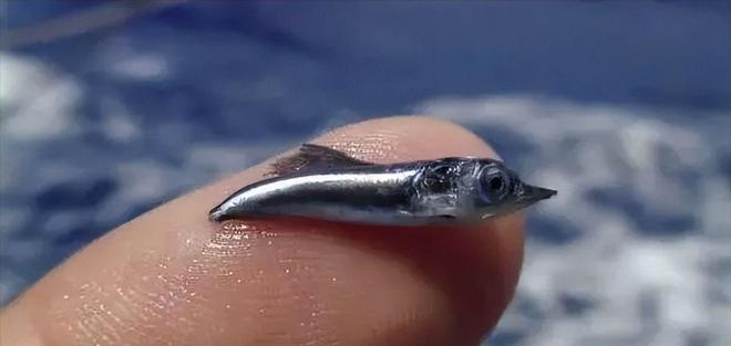 新发现：仅米粒九游会J9 J9九游会大小生物成年后变身顶级海洋猎手(图26)