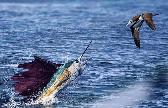 新发现：仅米粒九游会J9 J9九游会大小生物成年后变身顶级海洋猎手(图27)